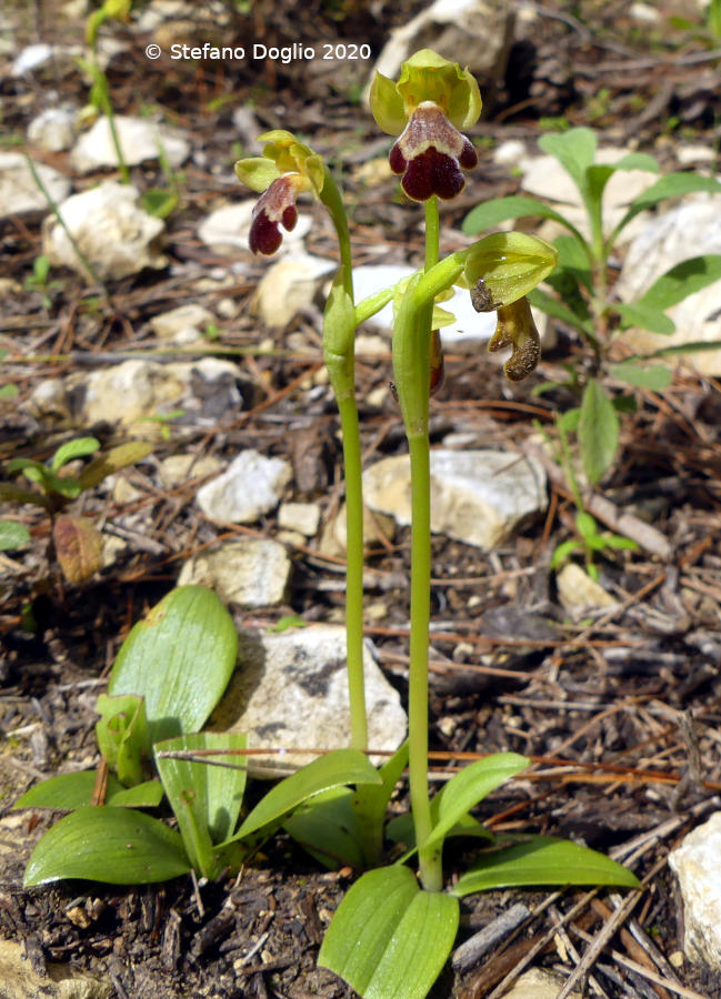 orchidee in Giordania